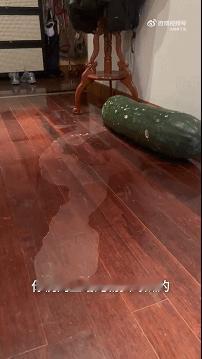 买冬瓜给猫咪的朋友要及时处理掉了！