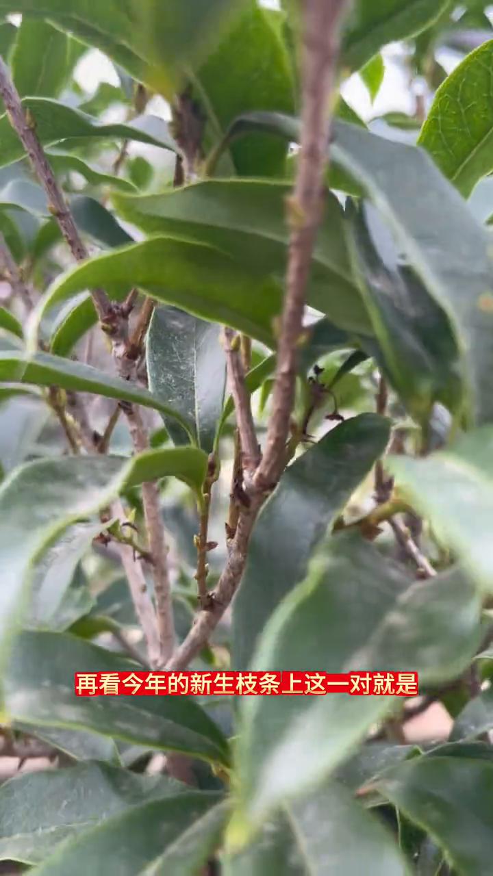 早银桂花苞红色数量多。今天带大家来看一下开花最早的品种早银桂。这一棵的花芽数量