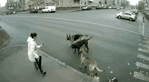 视频拍摄日期为2014年，一个不知名女士，用防狼喷雾反击了三条大型犬，很显然这是