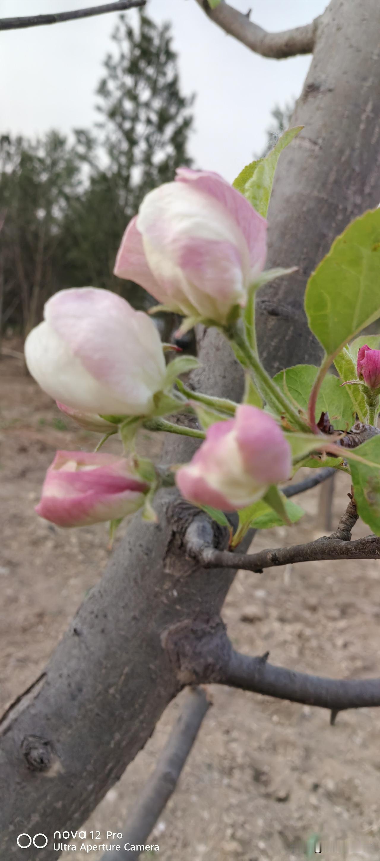 男人离婚后想复婚,是因为爱吗?也许是因为爱，人们常说，现任再好，也没有发妻好，所