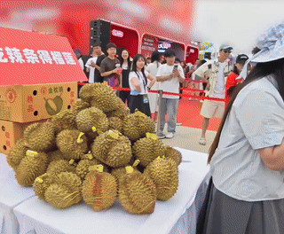 榴莲成了音乐节硬通货这场面确实解压又快乐，能赢到榴莲带回家，那绝对是全场最靓的仔