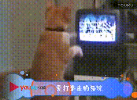 猫猫：晚上偷偷学，明日一战我肯定赢​​​