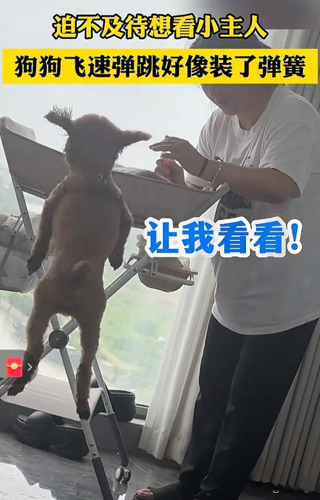 近日，一段狗狗“装了弹簧”般蹦跳着看婴儿车里小主人的视频走红。有专家提醒，萌
