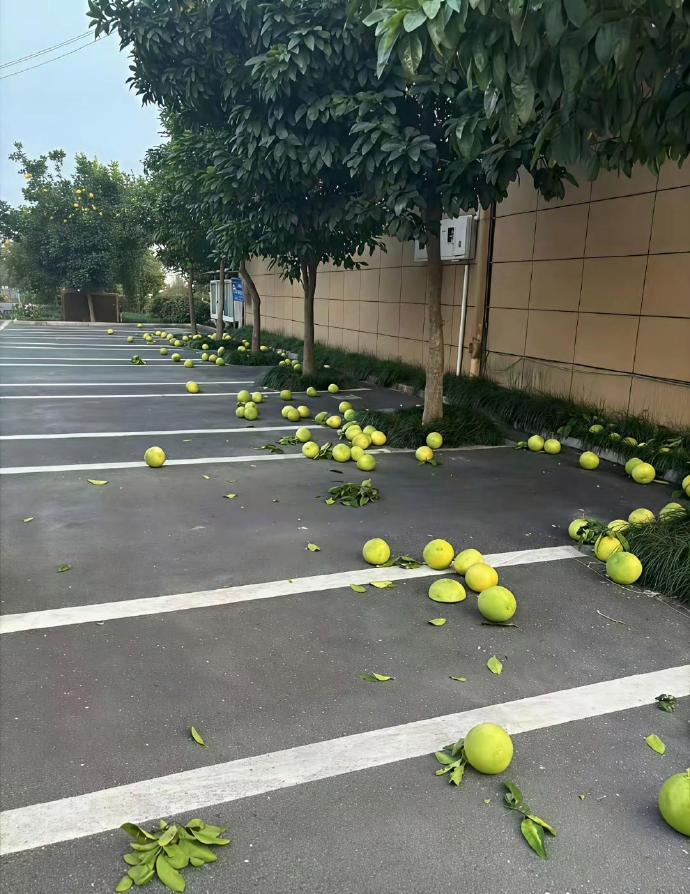 李子柒院子柚子被喷摆拍？我到四川当场傻眼...大街当白菜卖！”去年