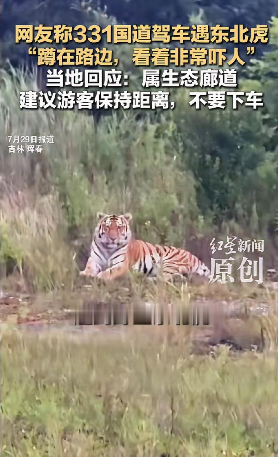 吉林珲春文旅局赢麻了！近日，有多位网友在社交平台发帖，吉林珲春331国道驾车遇