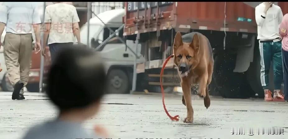 一条恶犬朝着正在玩玩具的小女孩猛冲过去，一条流浪狗见势不妙赶忙挡在前面，两条狗对
