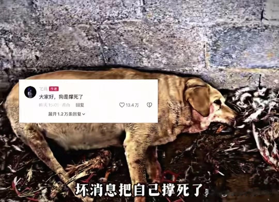 一只拉布拉多趁主人没注意，把家里的鸭子全咬死了，本想着能大快朵颐，结果把自己给撑