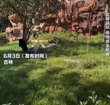 太有灵性了！吉林，女子去动物园玩，路过猩猩园时，竟然发现里面有沙果树，她突发奇想