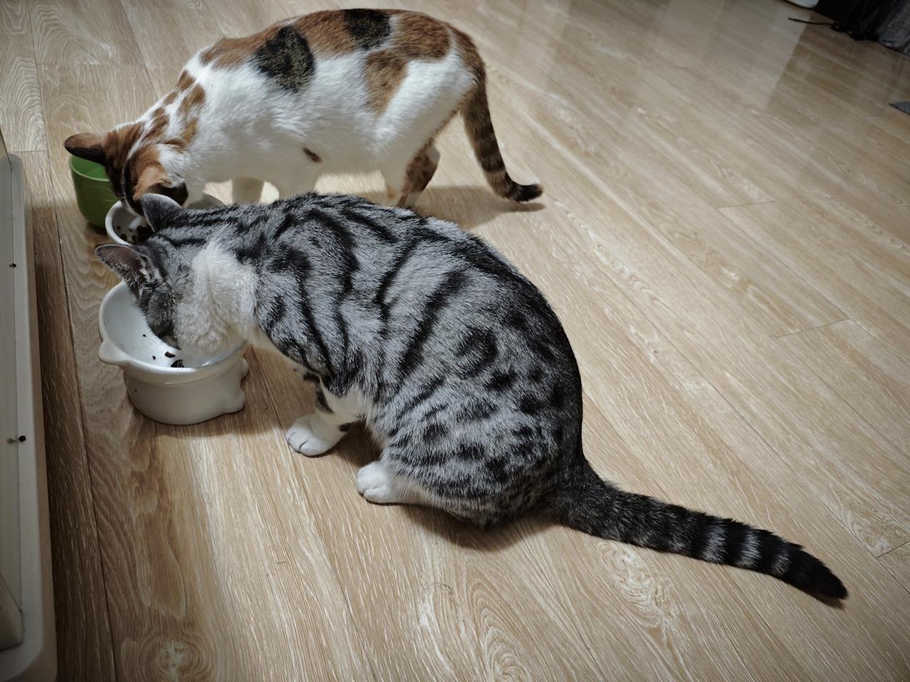 今天扒拉着算了一下，养二哈和三糖不到一年的时间花了两千多块钱了。[捂脸哭]三糖是