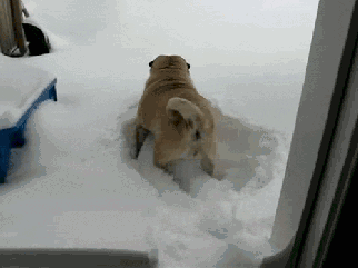 狗子：这雪好深，我还以为我突然变矮了​​​