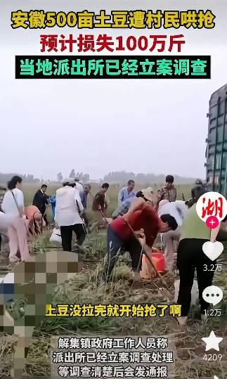 安徽500亩100万斤土豆哄抢事件：种植户曾先生的绝望与坚守开头：丰收憧憬碎