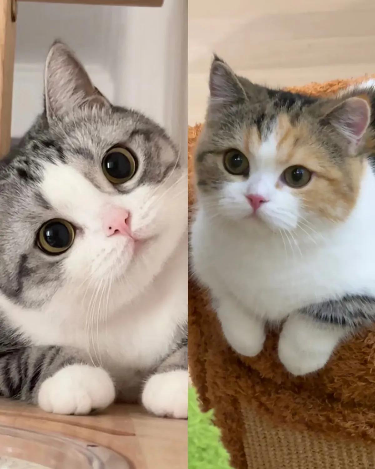 都说猫咪自带灵气，自带旺家的福气，这件事在我家八年流浪猫身上彻底应验了。