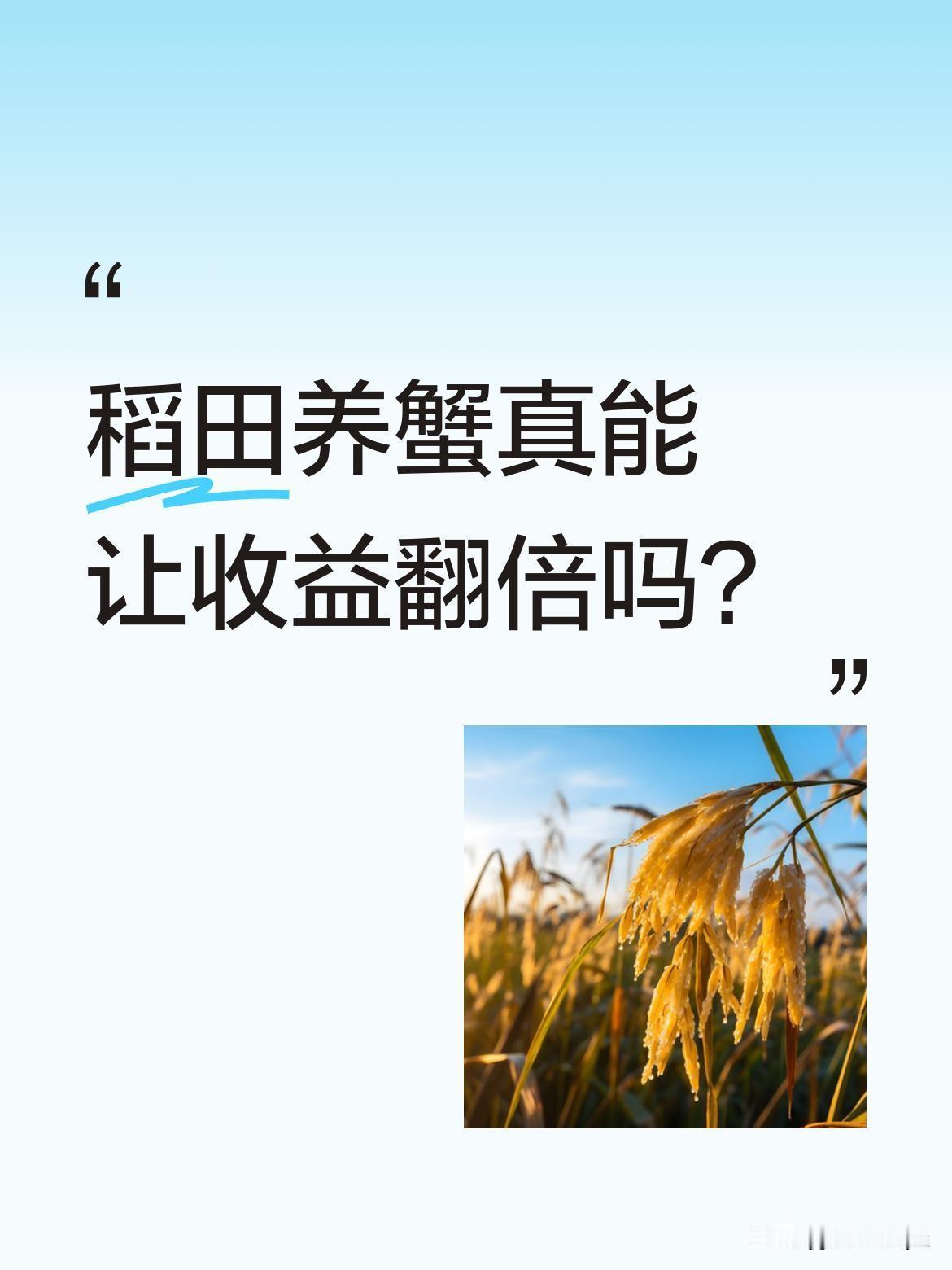 稻田养蟹真能让收益翻倍吗？农民在插好秧的水稻田里投放蟹苗，这种生态种养新模式被
