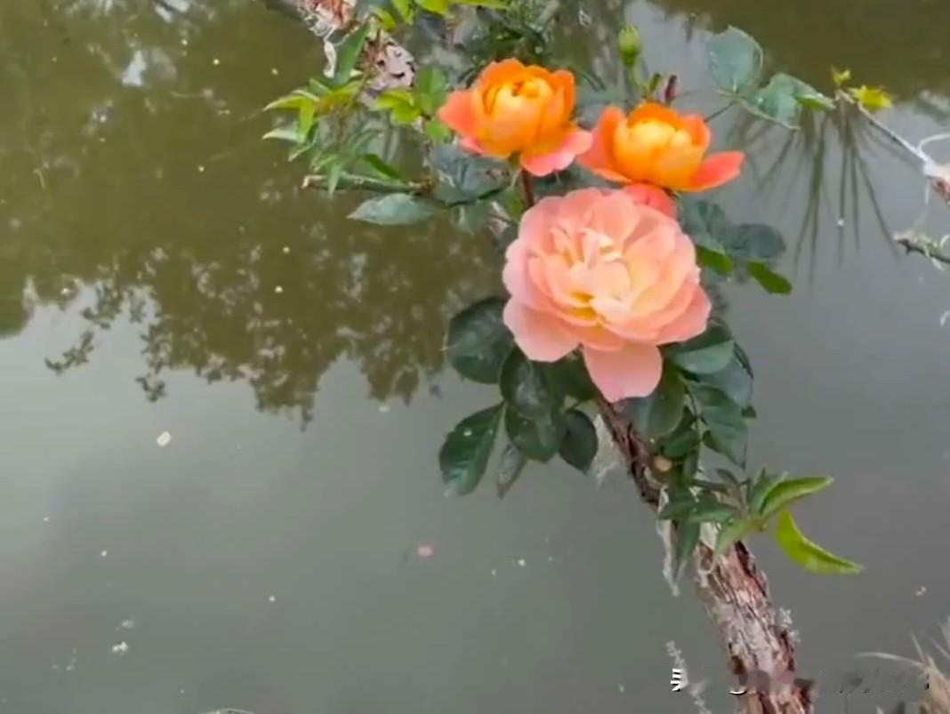 一位中医诊所的老板说:我开了几十年诊所了，现在门诊量越来越少，有人说让我不能天