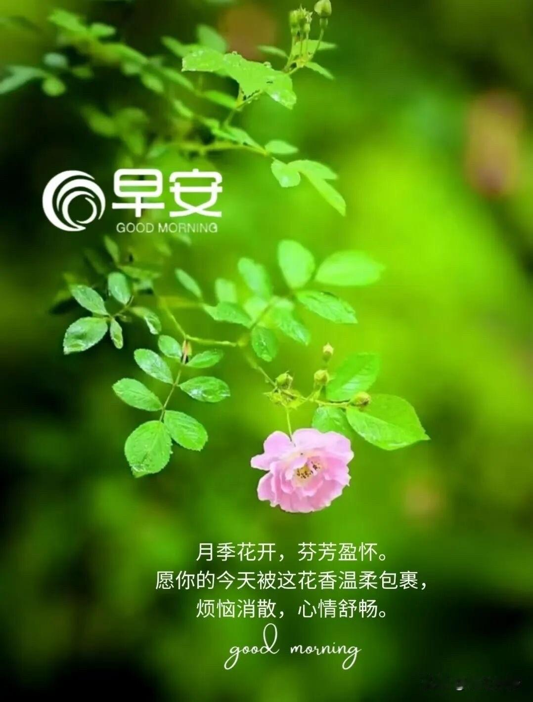 🌼²⁰²⁶/₀₆.₂₃ᵕ̈周二｜早安☀️🍃🍎🐎🍃𝐆𝐨𝐨𝐝?