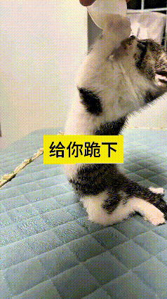 瞅瞅这只小猫咪，真是把干饭刻进骨子里了。主人拿着奶瓶喂奶，一开始小猫使劲抬着身子
