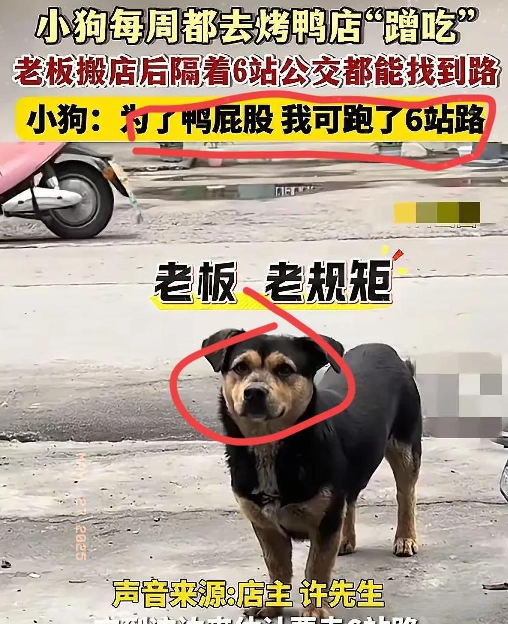 泪目了！常州一家烤鸭店老板两年前搬店后，之前天天来蹭鸭屁股的小土狗居然穿越半个城