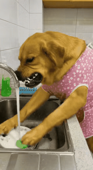 狗子为啥生气呀？