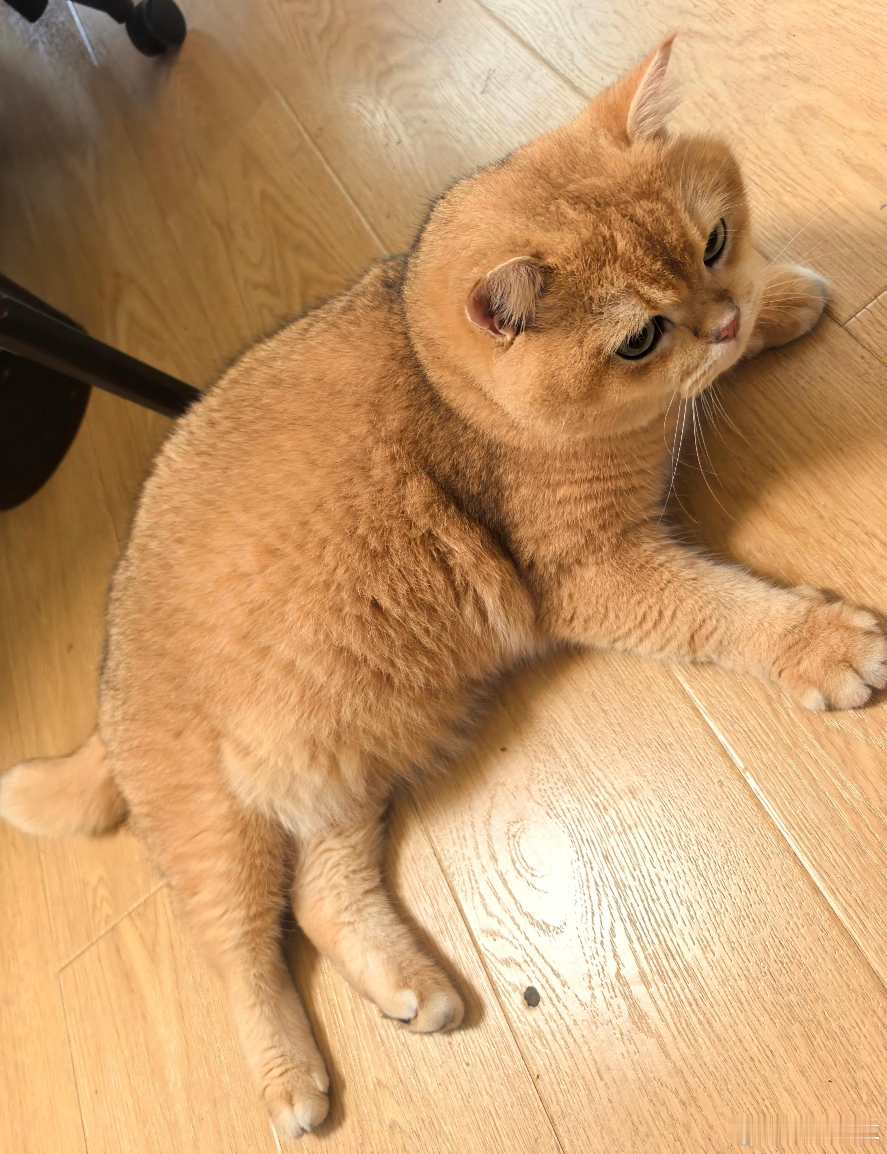 这只小猫咪超爱被摸！一走到它旁边，自己就躺下求摸摸啦[大笑][大笑][大笑]金渐