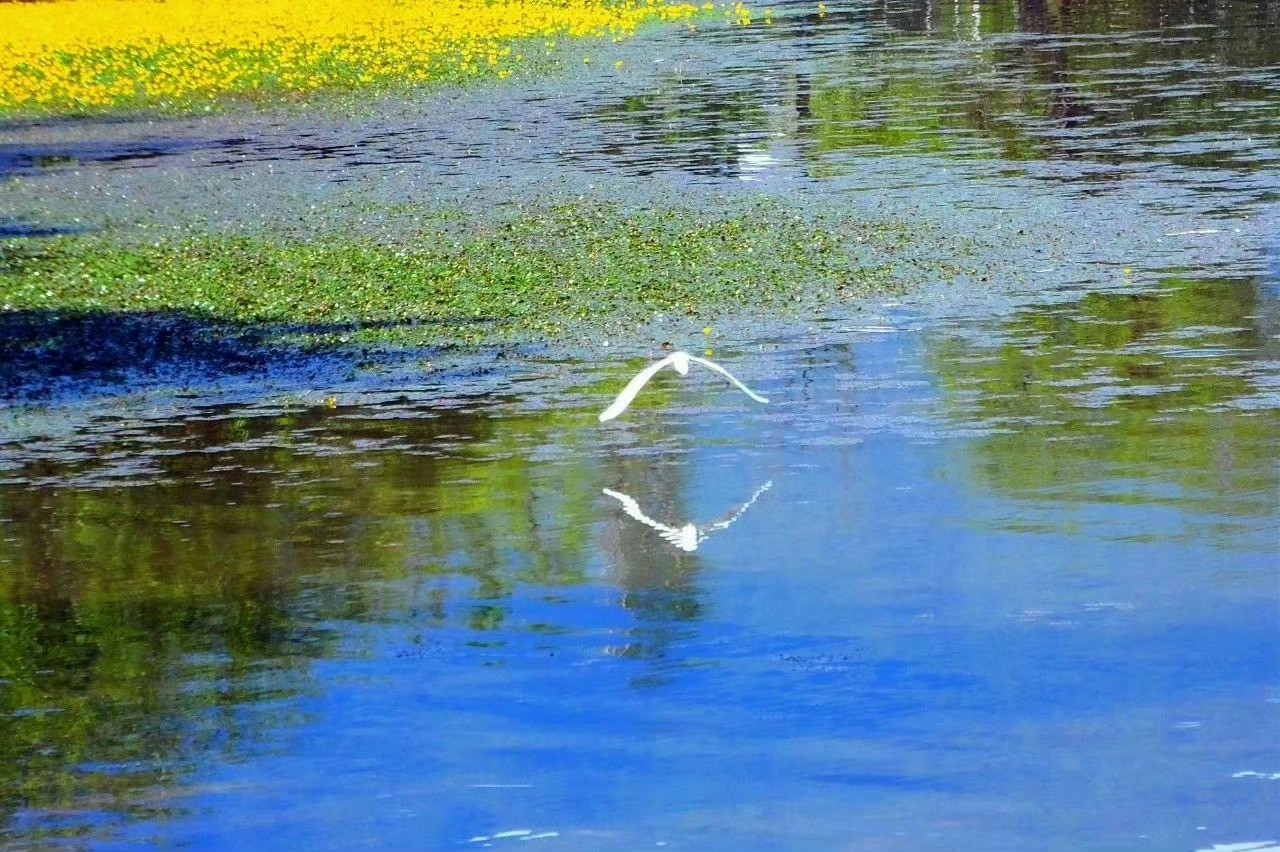 四川邛海，夏日一朵朵荇菜花散落水上，从5月一直开到10月，美得像一幅幅油画。