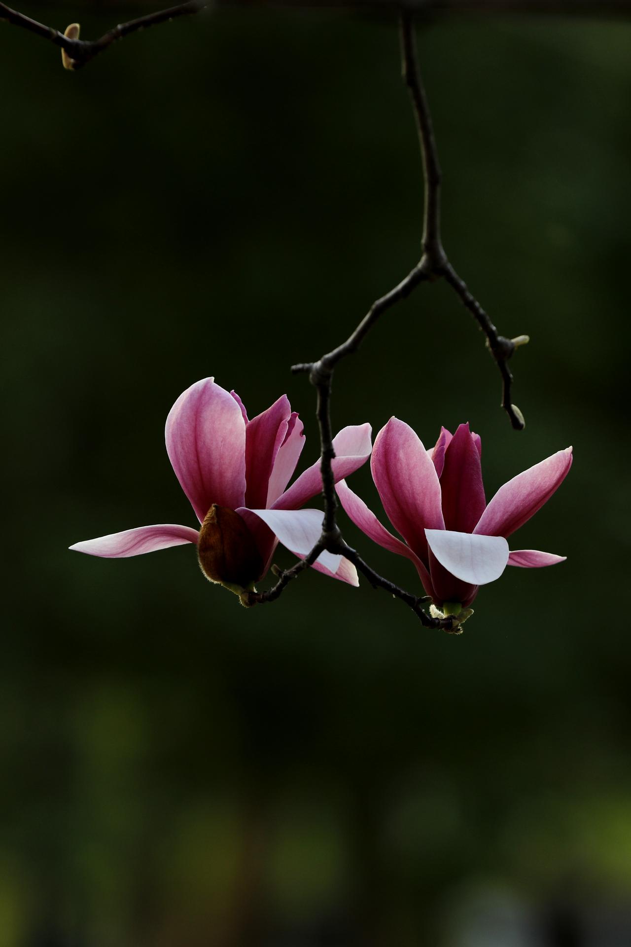 玉兰花开冰清玉洁立枝头，暗香浮动，温柔了整个春天。（原创）