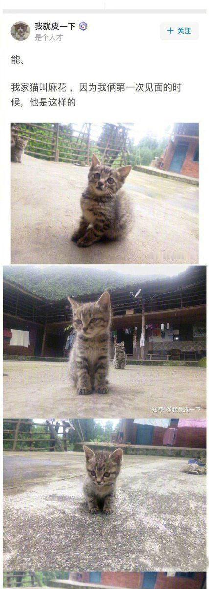 猫能听懂人话吗？这也太可爱了吧，好想拥有一只猫