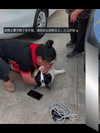 给狗做人工呼吸，真是世所罕见！女子遛狗没拴绳，结果边牧被车撞了，由于伤势过重，狗