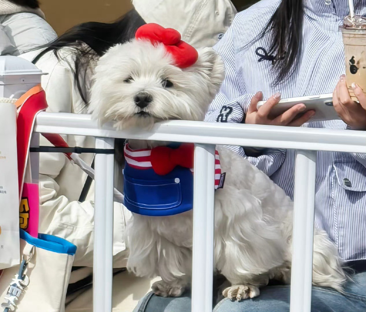 妈呀妈呀，欣欣看到可爱小狗的表情也好阔爱啊啊啊。这只小狗萌呆了，两个萌物目光对视