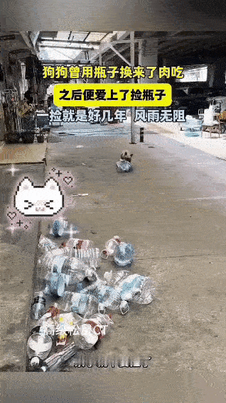 谁能想到，一只法斗犬竟然把“捡瓶子换肉吃”这件事，干成了好几年的坚持！就因
