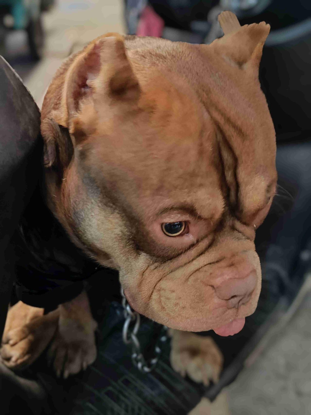 狗子就没有正视过一眼老己觉得它是打心眼看不起或许是老己想多了吧带定位晒今日