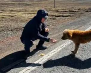 ＃流浪过的狗狗能让人多心疼＃那一刻，小吃摊前的空气突然安静了。它瘦得只