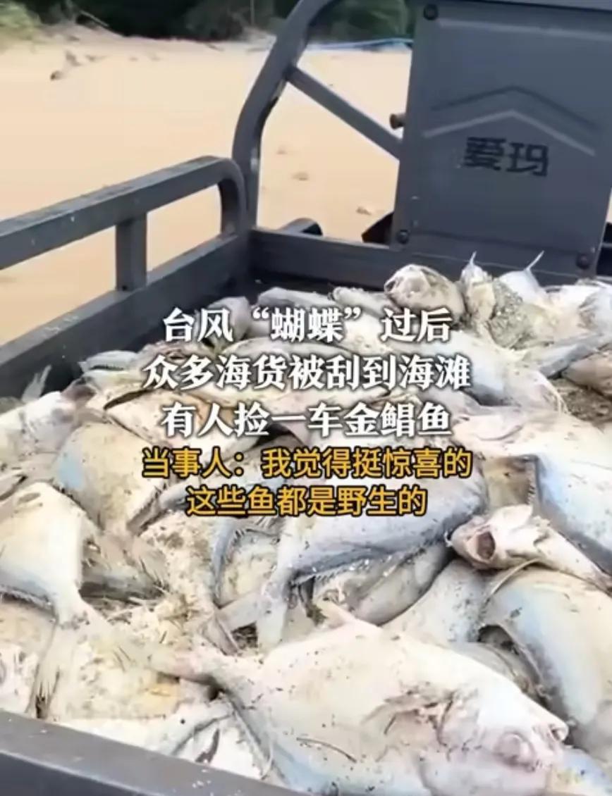 台风“蝴蝶”前脚刚走，三亚的小伙伴们就冲向了海边！昨天风一停，沙滩上居然铺满了金