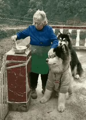 汪星人：我已经快成猪了，解锁了猪狗不如这个新品种了。