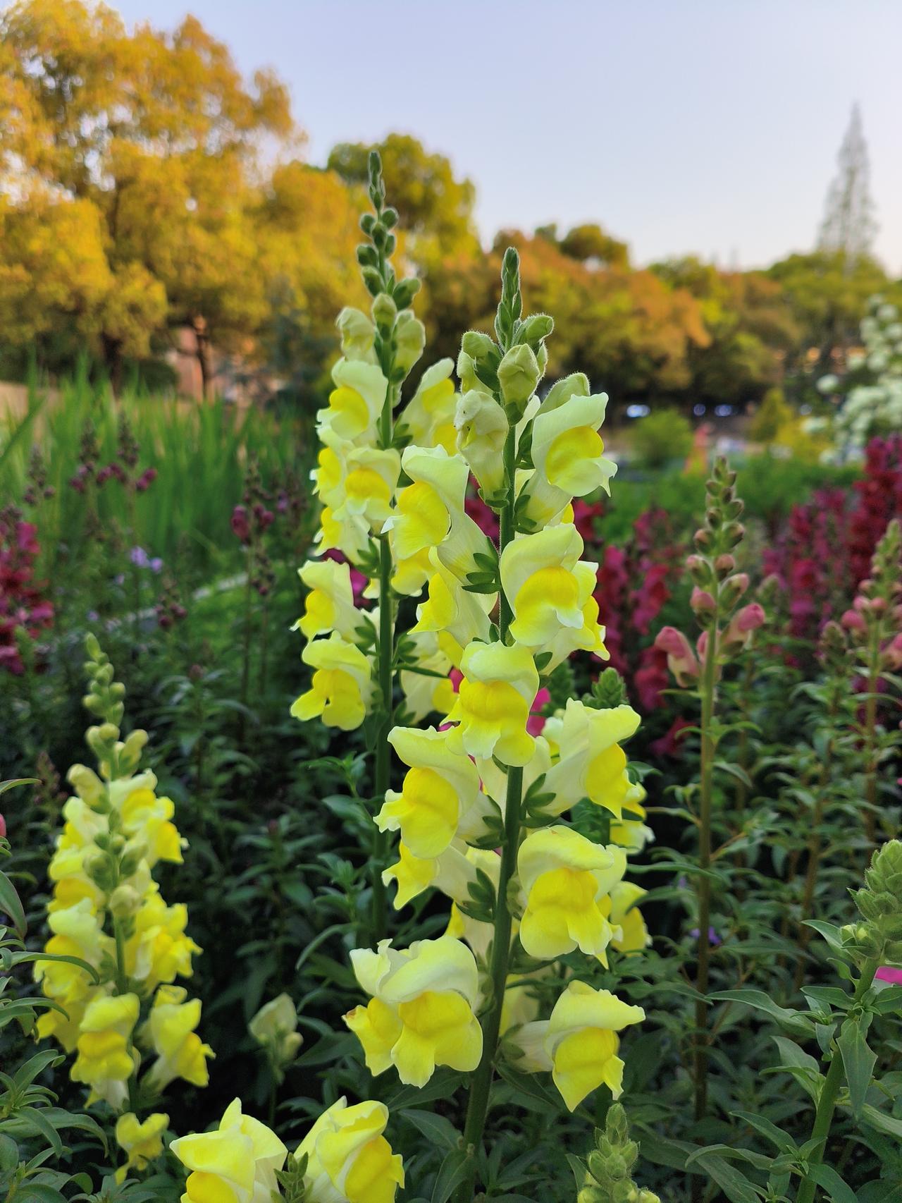 金鱼草🌿白色海棠紫藤花🌸紫荆花🌸还有晚樱…话说同济校园内今年这个小花
