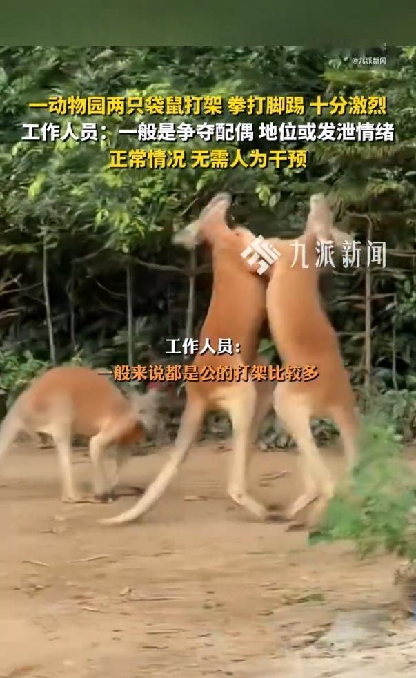 “笑不活了”5月9日，广州一男子逛长隆野生动物园，意外撞见名场面——两只