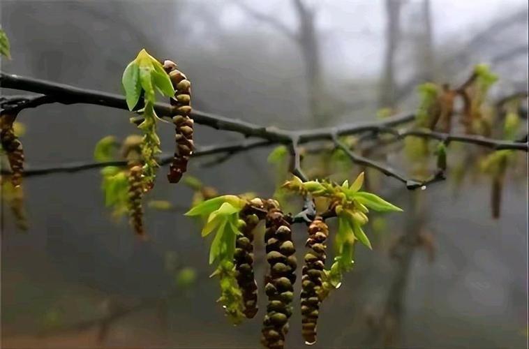 曾全球只剩一棵树，专人24小时看守，还送种子上太空抢救浙江普陀山藏着一株特