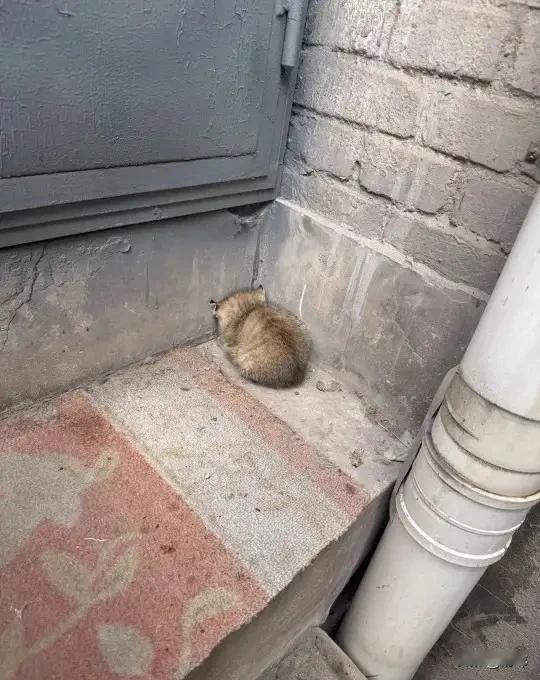 一位小姐姐和男朋友去逛街，结果在一个巷子里看到一只很小的小奶猫，它非常孤独的蜷缩