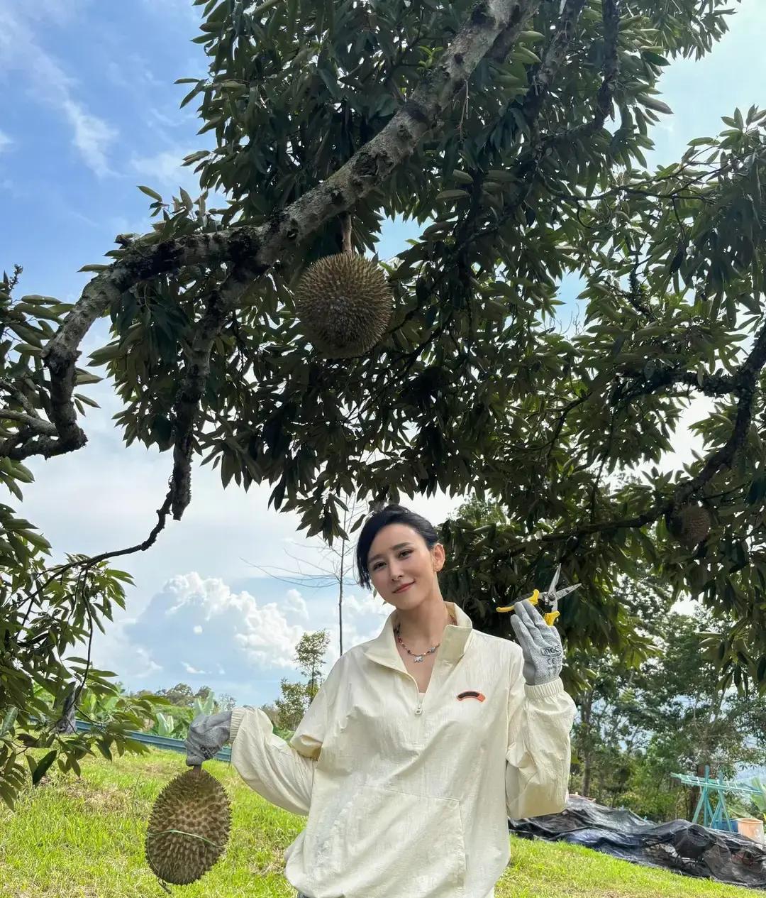 胡静老公把榴莲当玫瑰送，一送就送一座山。猫山王、黑刺、小甜甜全在她家后院，