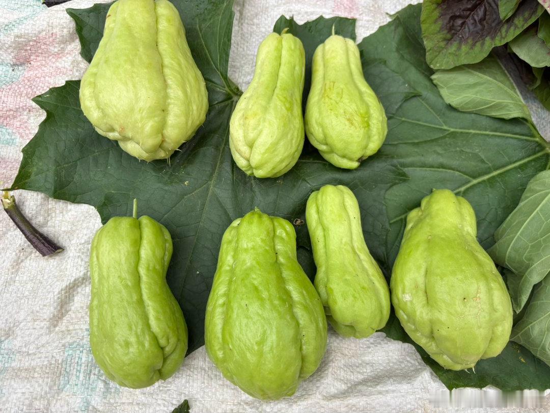 四川最甜蜜的季节来临了：龙泉山的水蜜桃，汉源的车厘子，攀枝花的释迦果、芒果都上市