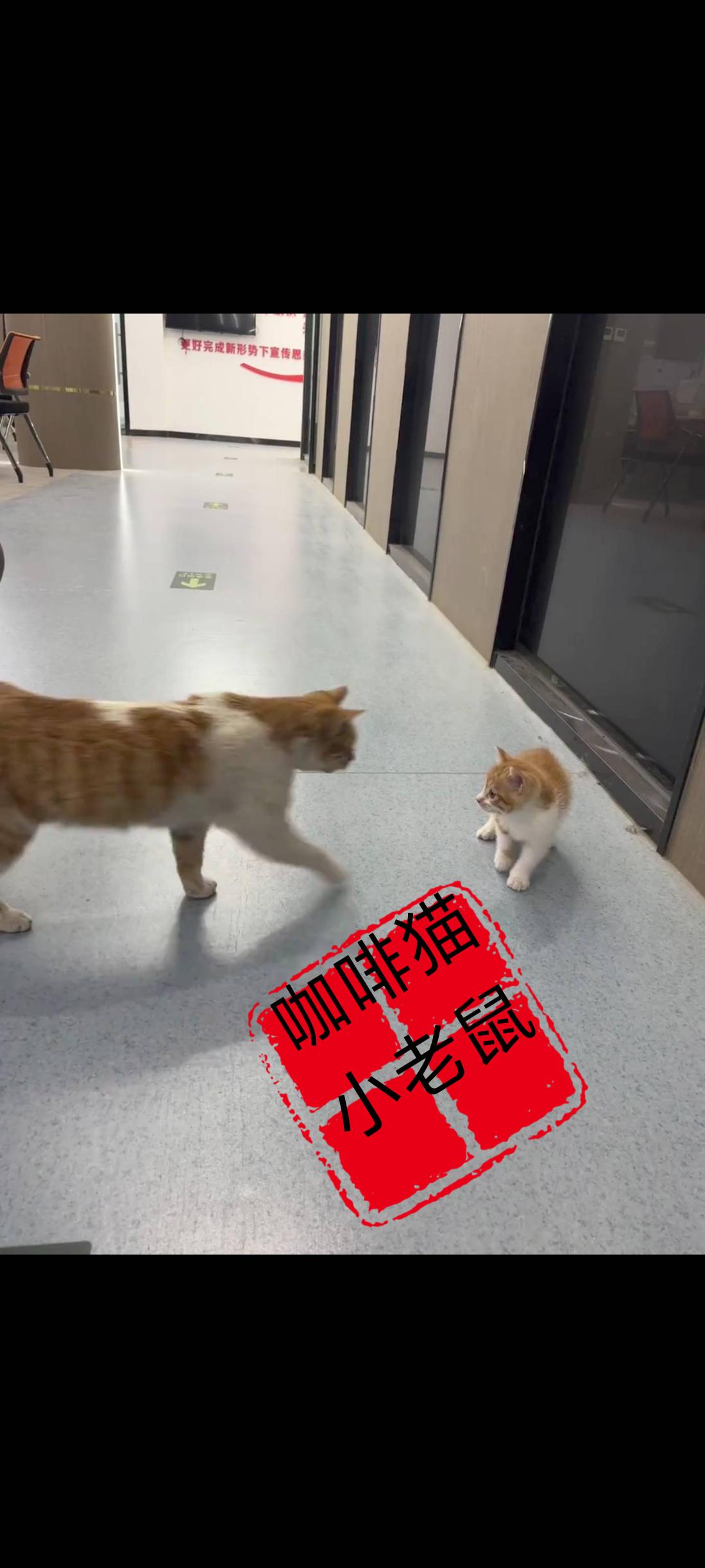 流浪猫母子相见原本是一件非常令人高兴的事情，不过在这对母子身上却发生了一件非常不