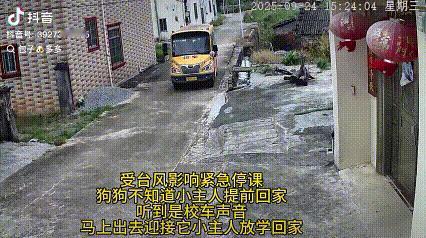 “万物皆有灵！”台风天紧急停课，狗狗不知道小主人提前回家，但是听到了校车的声音，