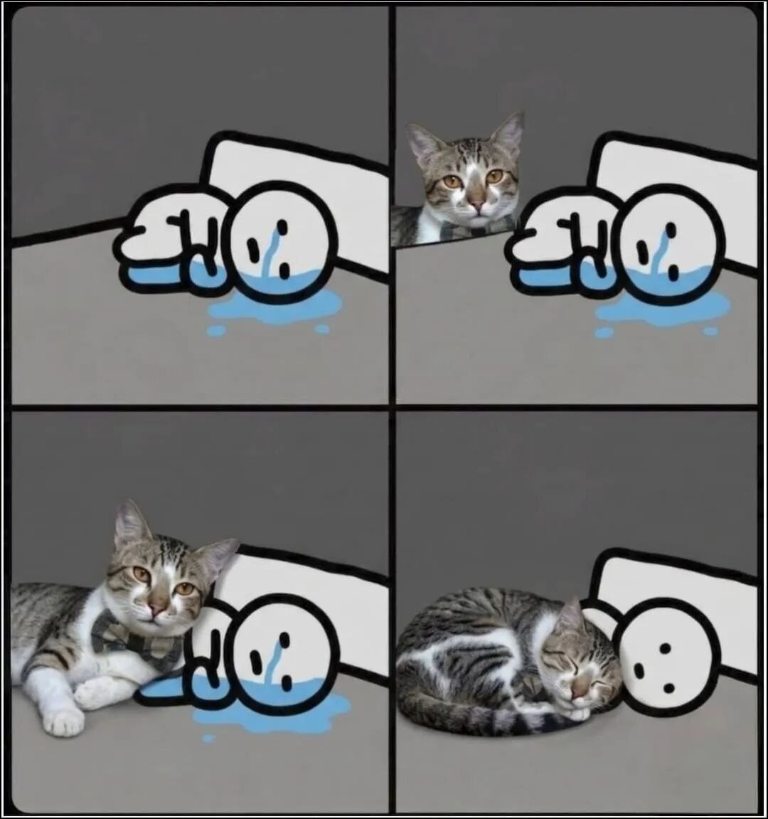 我需要小猫​​​