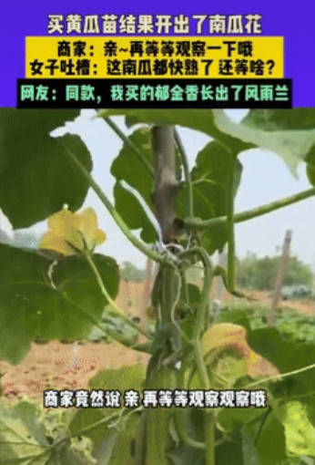 搞笑了！安徽，一女子网购了黄瓜苗，不料越长越不对劲，直到开出了南瓜花，女子找商家