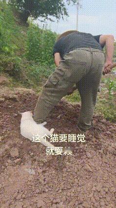 这只白猫怕不是个赖皮精吧！😤别的猫咪困了自己乖乖睡觉，它倒好，瞌睡虫一上身