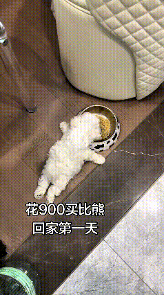 瞅见这个视频可给我逗乐了，小姑娘花九百块抱回来一只小比熊。这小家伙刚到家，吃饭的
