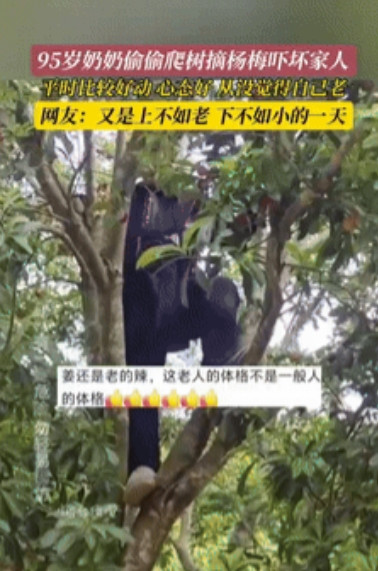 姜还是老的辣！江西，95岁老奶奶瞒着家人偷偷爬上树摘杨梅，家人发现后，老人早已窜