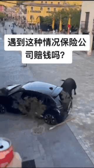 又没抢它饭碗！这头牛为什么这么恨车？牛为何对一台车痛下杀手？应该是牛看到了车漆