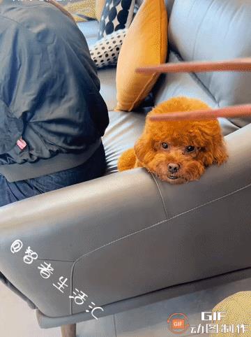 看看吧，做什么事情都要懂得人情世故，连狗狗都明白这个道理………狗狗：有吃的话，