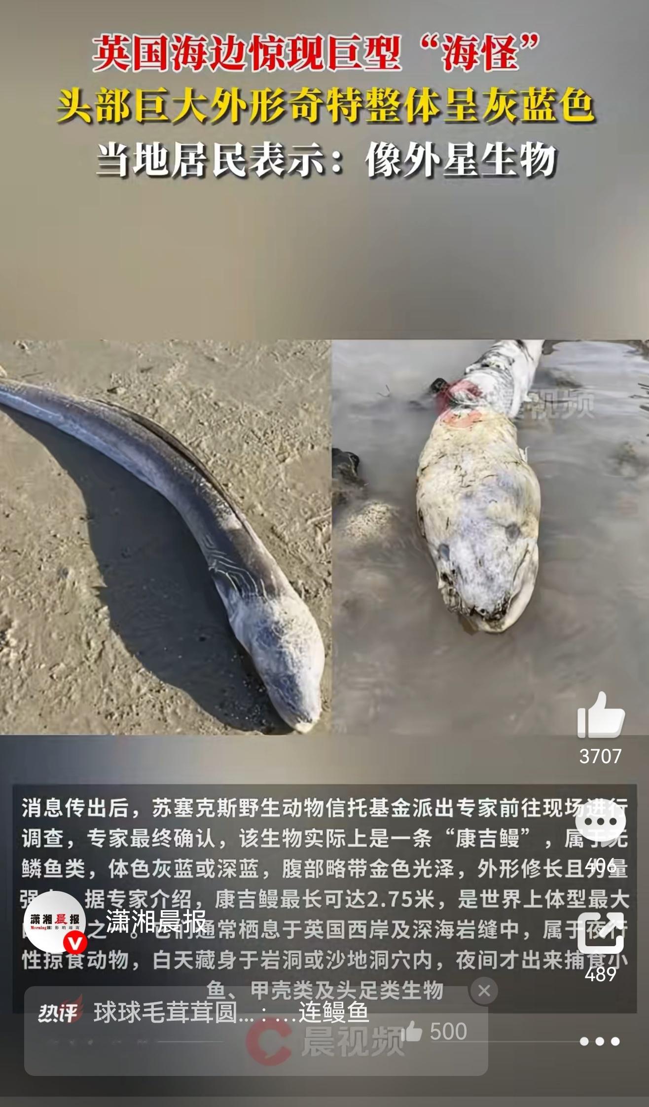 近日，英国西索塞克斯郡海滨城市沃辛出现一条“海怪”，引发当地居民热议。11月2日