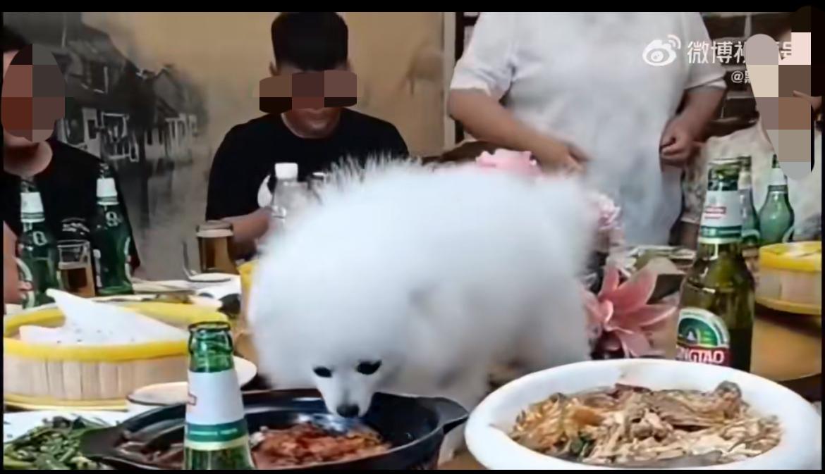 网友爆料，餐厅包厢人狗同桌吃饭，这要是真的，只能说同桌的人不如狗。爱狗自己爱，这